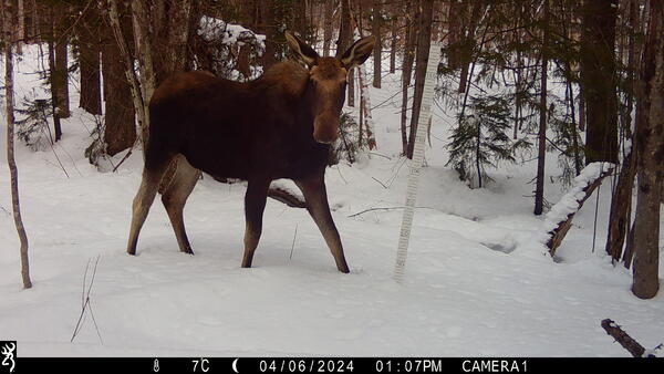 Moose sighting on a trail camera