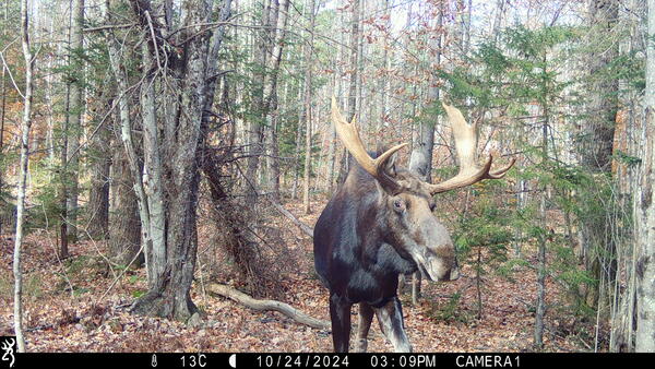 A moose is caught on camera by a trail cam deep in the forest