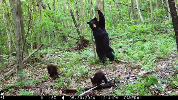 A trail camera records a bear standing in the woods with two cubs