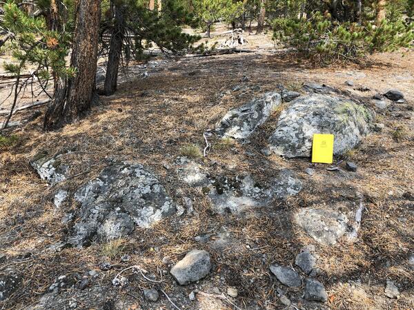 Gray rock outcrop partially covered in pine needles, with some lodgepole pines growing nearby.