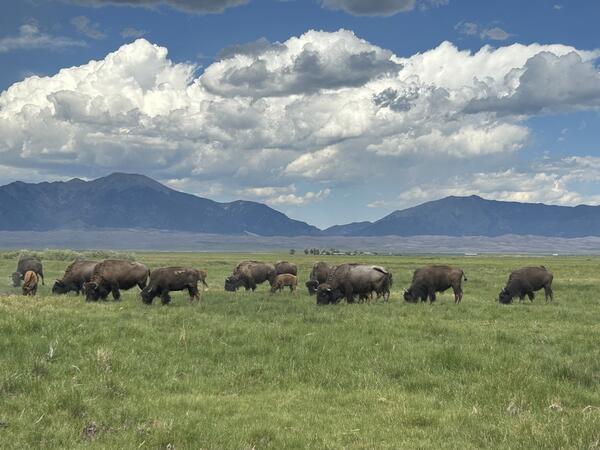 a heard of bison eat green grasses with hills, mountains, and clouds in the background