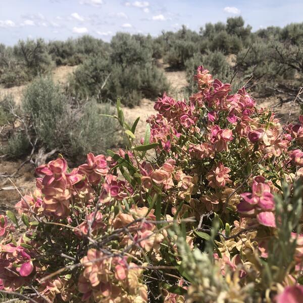 pink flowers with sagebrush shrubs in the background