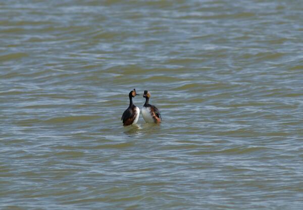 Two eared grebes facing each other in the water in The Great Salt Lake