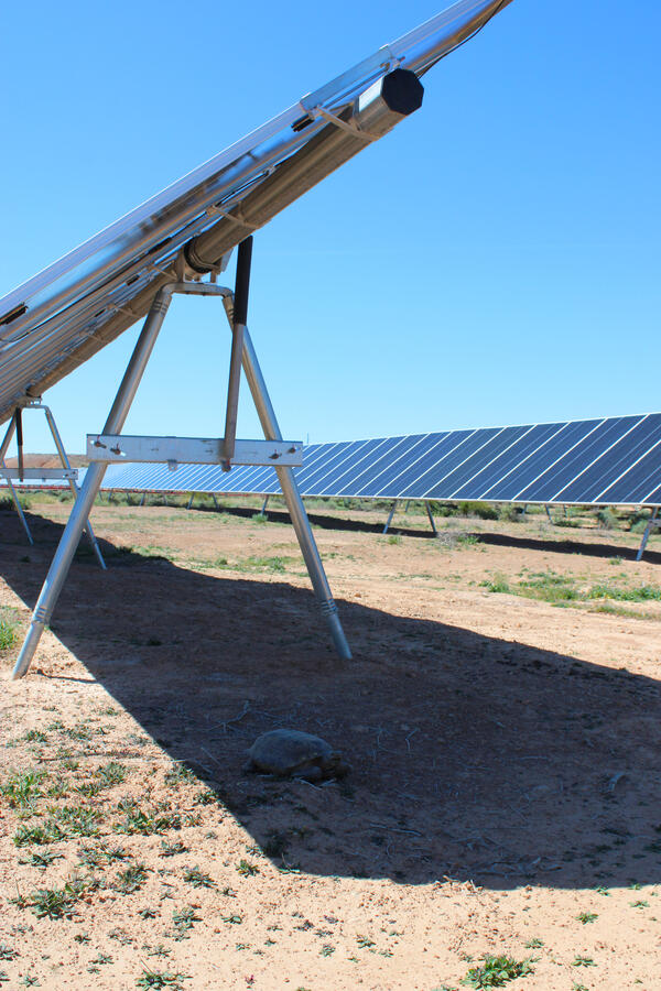 A desert tortoise in the shade of a solar panel at the Gemini Solar Project site