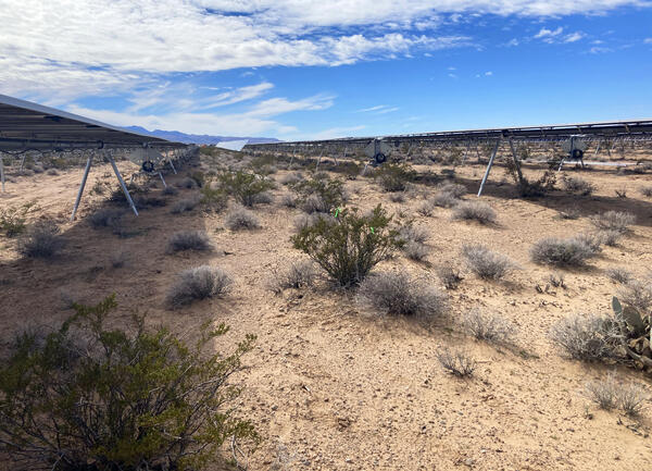Shrubs growing in the Gemini Solar Project site in Nevada