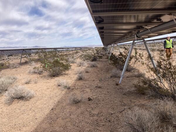 The Nevada desert Gemini Solar Array with shrubs underneath and between the panels. A person walks between the panels.