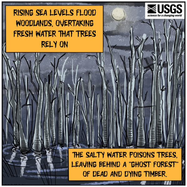 Illustration of a ghost forest of grey trees in standing water under a full moon.