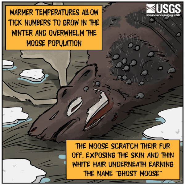 Illustration of engorged ticks on the carcass of a ghostly-looking grey moose.