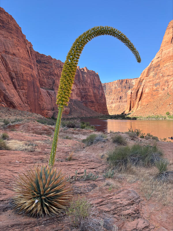 A tall stalk with small yellow flowers extends from an agave with the Colorado River in Glen Canyon in the background