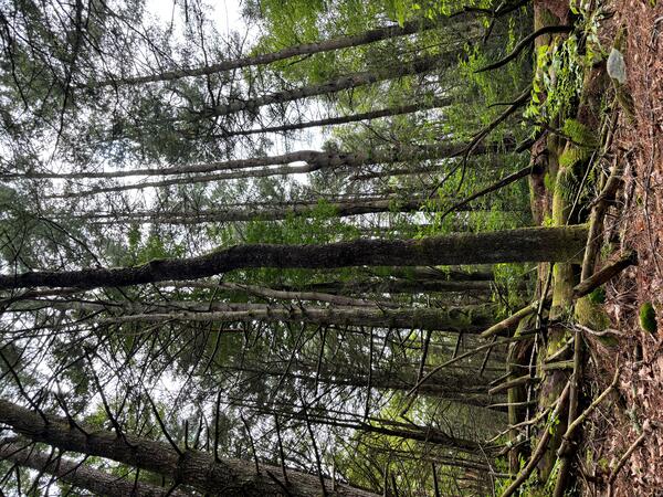 An image of tall trees in a forest.