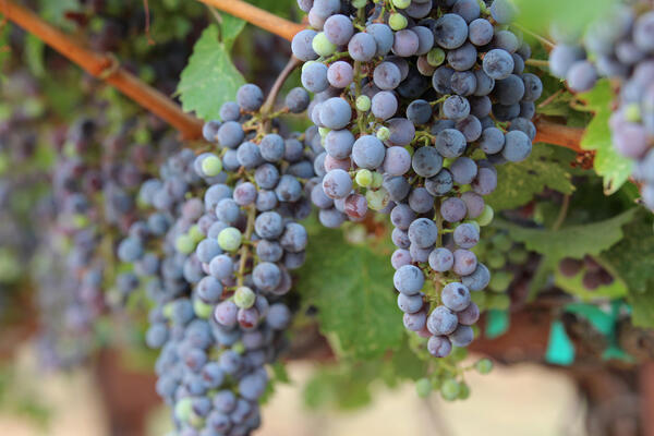 several bunches of grapes, mostly purple but a few green, hang from a grapevine