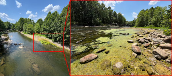 Two side by side photos showing the location of an algal mat along the riverbank of the Shenandoah river.