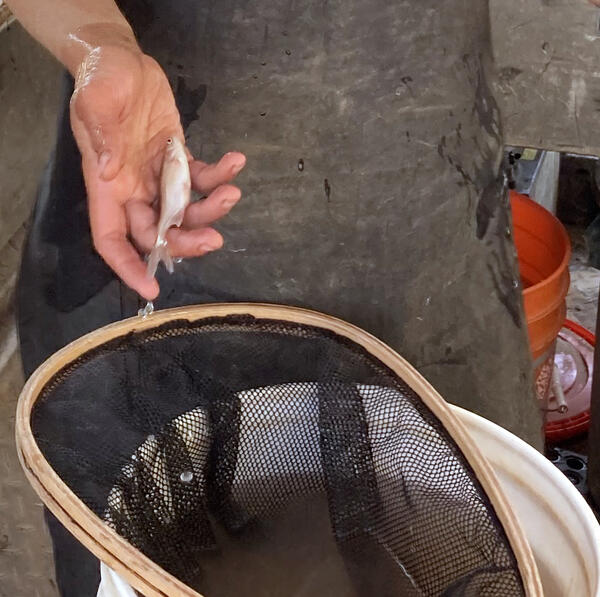 A tiny humpback chub, less than 1 year old, is held in an open palm above a net over a bucket during monitoring
