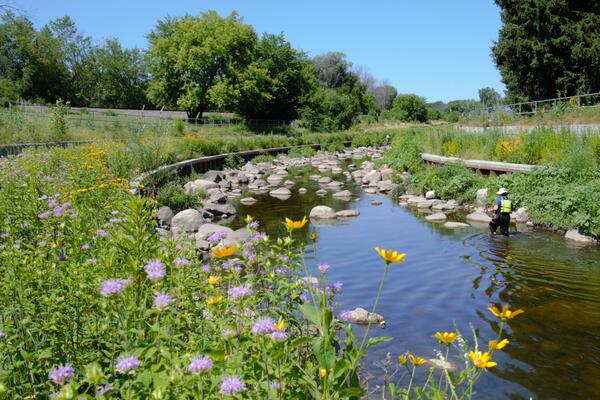 scientist sampling habitat in a shallow river surrounded by greenery and wildflowers