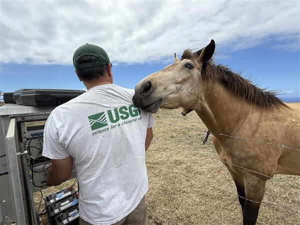 Color photo of a USGS scientists from the back trying to work on a filed station, while a tan horse pushes on his shoulder.