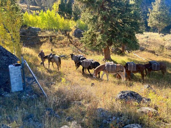 a horse, mules, and one person in a grassy area with trees in the background