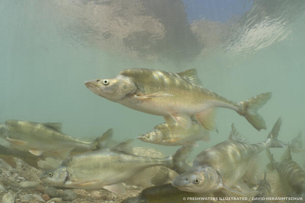 A school of humpback chub swim together through clear light green water in Havasu Creek, AZ