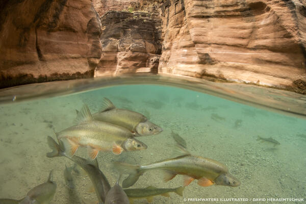 A group of fish swim just under the surface of the blue-green water near a red canyon wall