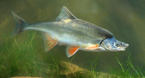 A humpback chub swims past vegetation in the green Colorado River