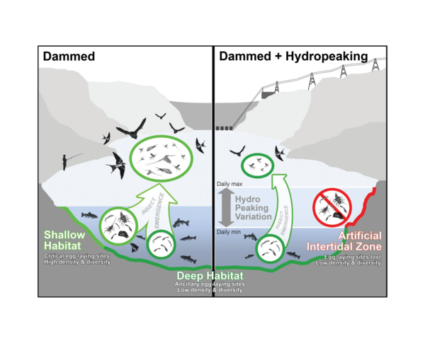 Hydropeaking operations create a bottleneck for aquatic insect populations