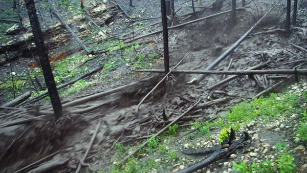 mud and trees flowing through a channel