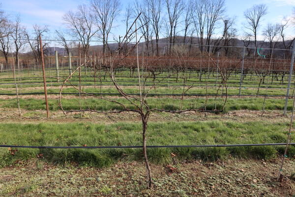 Vineyard in New York
