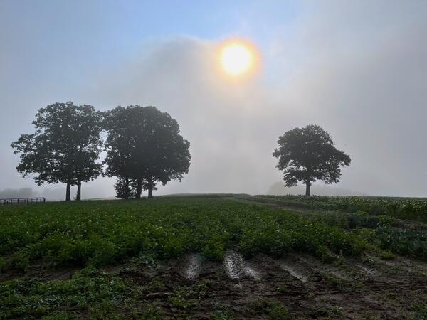 farm field with dark trees, green leafy crop, foggy sky and yellow sun