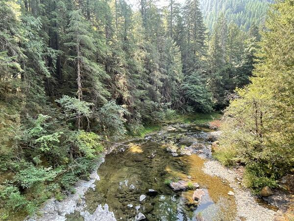 scenic river view. Tall pine trees line a river with large cobbles visible through clear water. Wildfire smoke taints the sky