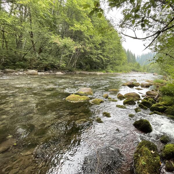 Scenic river view. Clear water and moss covered boulders. Tree lined bank in the fog on a cloudy day.