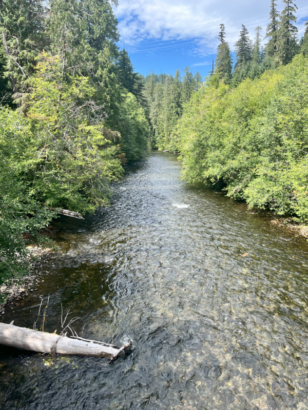 Scenic river view. Brown silt and cobbles visible through clear water. Pine trees line the banks. Blue sky with thin clouds.