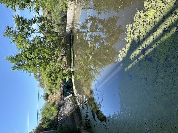 Still, brown water covered on the bottom half by a thin layer of light green algae. The sky is clear. 