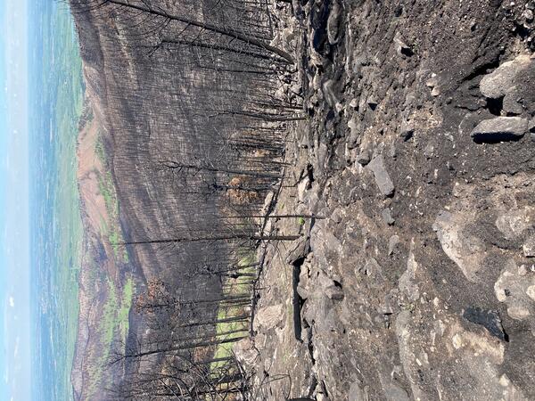 hillslope covered with burned trees and boulders 