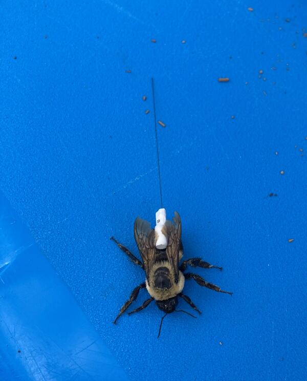a black and yellow bee sits on top of blue plastic. A small white device with a wire is attached to the back of the bee.