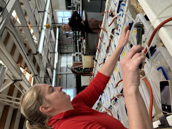 Melanie working in the lab on Sea Star Wasting Disease at WFRC Marrowstone Marine Field Station