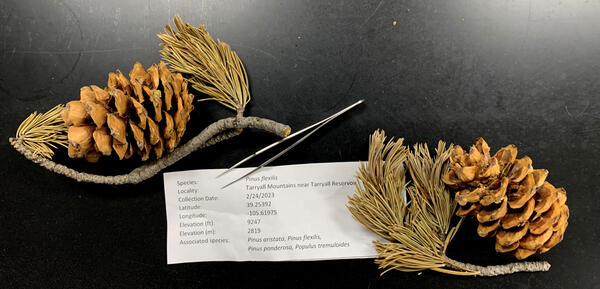 closeup of twig with needles and pine cones with printed metadata of sample  displayed on lab table