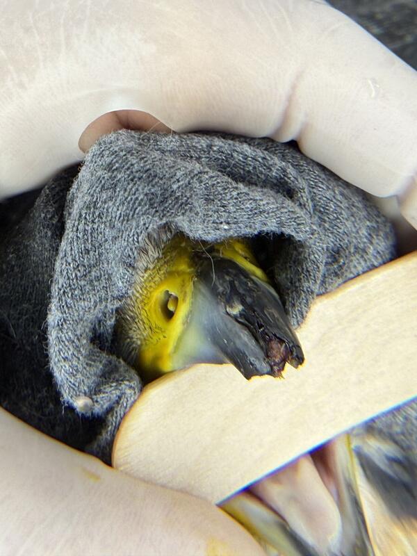 A Peregrine Falcon with a cracked beak. A gray towel covers the bird's eyes during the examination by the rehabber.