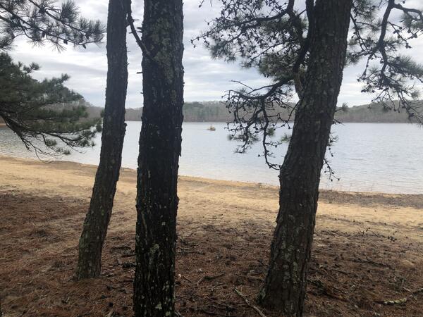 a few trees and a pond with a small boat