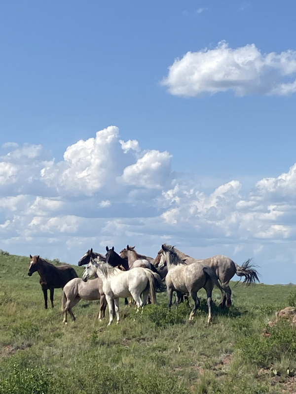 a group of horses run along a grassy landscape