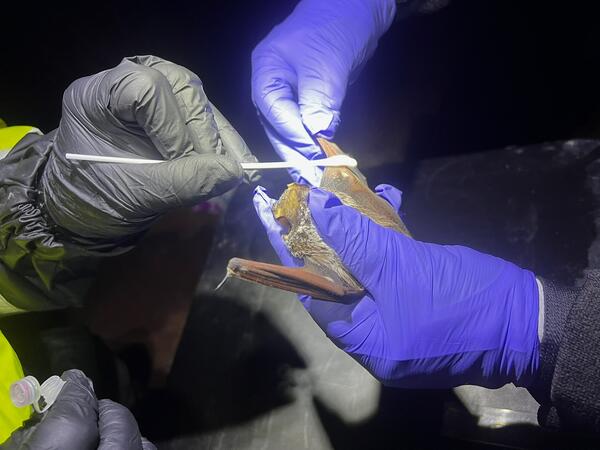 hands in purple gloves hold a bat, hand in black glove uses Q-tip to swab the bat