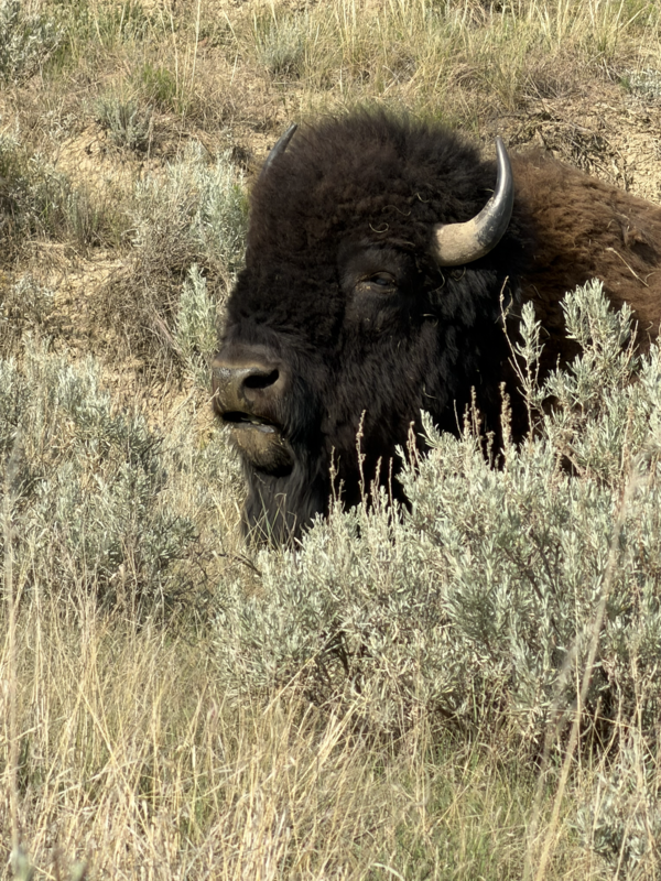 close-up of a large bison's head surrounded by sagebrush and other vegetation