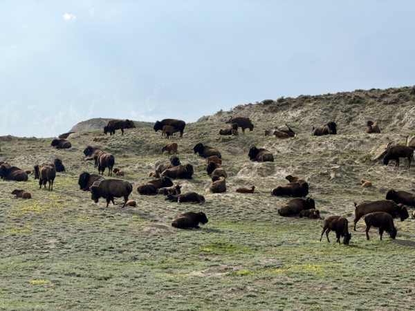 dozens of bison graze along a hillside
