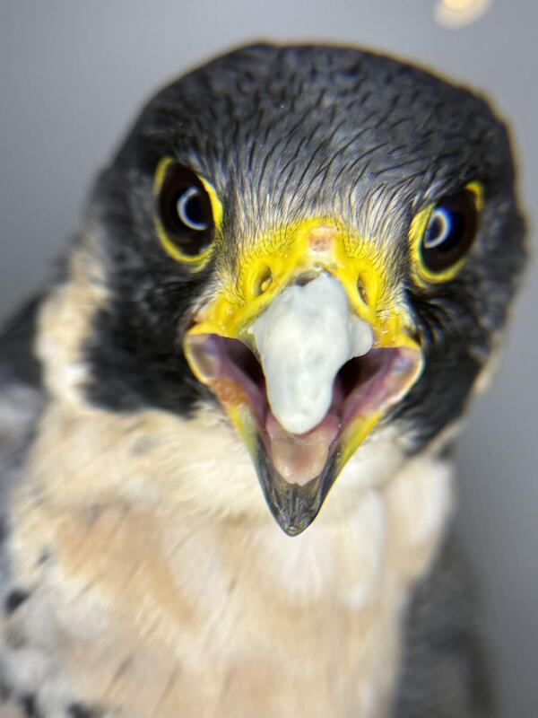 A Peregrine Falcon with a cracked beak. Dental epoxy is used on the split to allow the keratin to regrow and heal.