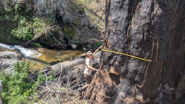 A person measures a large tree trunk with a tape measure