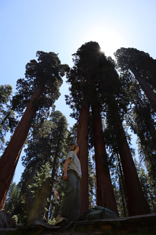 A person stands staring up at giant sequoia trees