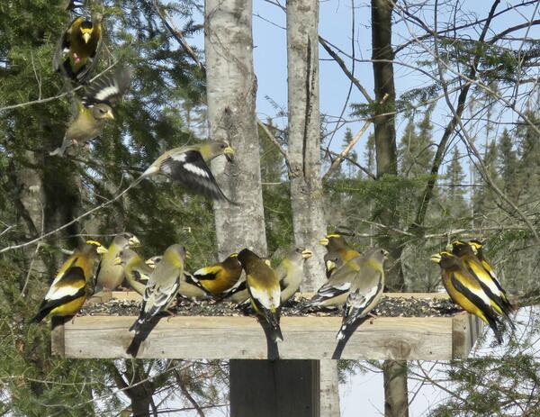 Birds that are black, yellow, and gray with large yellow bills eating sunflower seeds at a feeder during the winter.