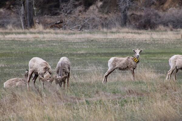 Bighorn sheep in Montana