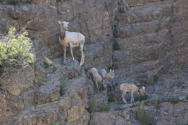Highlands bighorn sheep in Montana