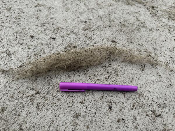 Strands of volcanic glass and ash on the ground with a highlighter for scale