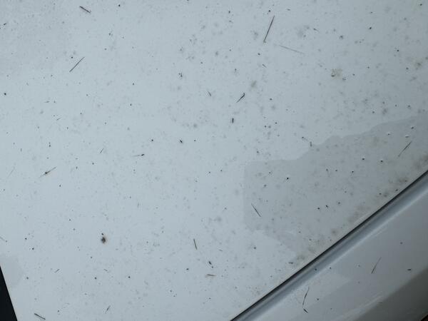 Color photograph of ash and Pele hair on white surface