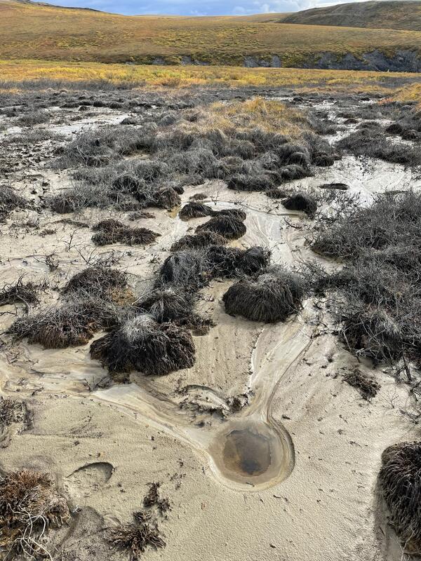 Brown grass clumps surrounded by green grass.